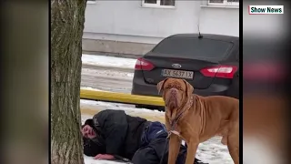 В Харькове пес волочил за штаны пьяного хозяина, уснувшего на снегу