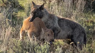 TOP WOLVES HUNTING BISON MOMENTS || Bison and Calf Battle Wolves