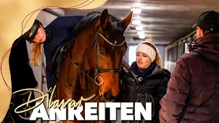 1. Aufsteigen bis zum 1. Trab 🤩 | Anreiten unseres Junghengstes