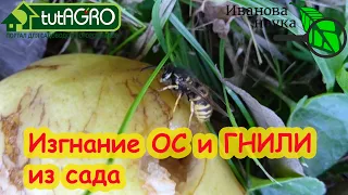 ОСЫ и МУХИ ЗАБУДУТ ПРО ВАШ САД! Разгулялись осы? Это средство их успокоит.