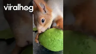 Squirrel Perfectly Peels Avocado || ViralHog