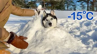 We Covered Our Dogs With Snow! Our Happy Frosty Day With Husky | 5℉