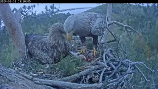 3.05.2024 Камычи. Рыба для ребёнка 🦅 Kamychi. Fish for the baby.