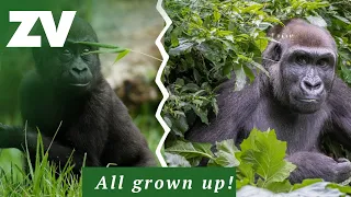 Baby Kanzi the Gorilla is all grown up!