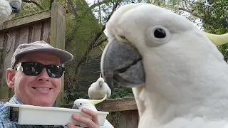 Bountiful beakiness from beautiful birbulators