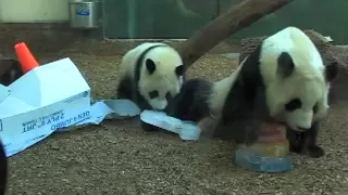 Giant Panda Po's 1st Birthday