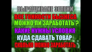 Прибыльный бизнес выращивание зелени на продажу СКОЛЬКО МОЖНО ЗАРАБОТАТЬ  БИЗНЕС ИДЕЯ