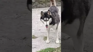 husky mating time