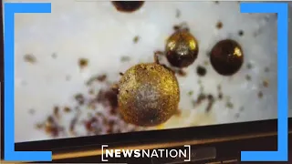 'Metallic marbles' from ocean floor may be alien tech: Harvard scientist | NewsNation Prime