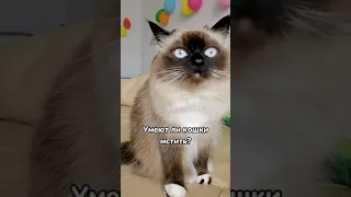 Умеют ли кошки мстить 😼