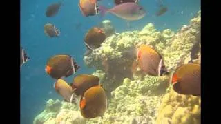 Maldives 2011 - Scuba diving (Sharks, turtle, eagle ray,...)
