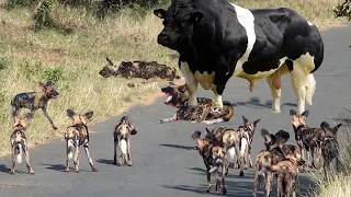 Bloodthirsty Wild Dogs Against Bulls, Who Will Win?