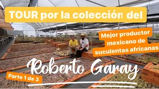 Tour por el Vivero del mejor productor mexicano de SUCULENTAS AFRICANAS parte 1/3