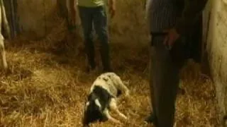 Two Headed Calf Born