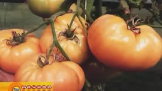 Новые сорта экзотических томатов из коллекции Дмитрия Гусева (1 часть).  АПИОНы для комнатных цветов