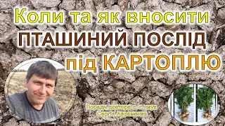 Коли та як вносити пташиний послід під картоплю