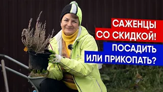 Саженцы со скидкой! Посадить или прикопать?