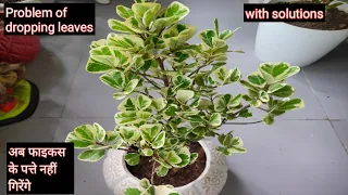 Problem of dropping leaves of ficus plant | all about ficus plant | फाइकस के पत्ते क्यों गिरते हैं |