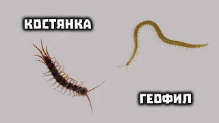 Городские "сколопендры". Костянка и геофил. // Clever Cricket