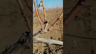 Genç Çiftçi - Bağ Budaması (Narince Üzümü Tokat Üzümören) 👨‍🌾