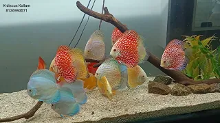 The king of aquarium fishes