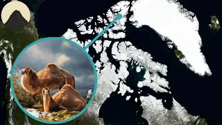Why can you Find Camel Bones in the Arctic?