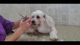 Malti-Poo full groom, 3/4" blade and Scissor cut, Maltese/Poodle dog breed