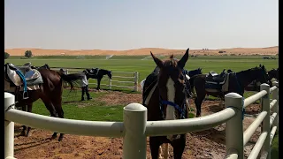 Nofa horseriding ركوب خيل في مزرعة نوفا