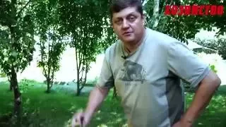 Индейская свеча - уникальный костер из одного бревна