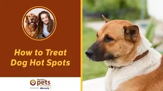 How to Treat Dog Hot Spots