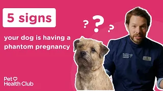 Phantom pregnancy in dogs | 5 signs of a false pregnancy in dogs🤰🐶