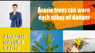 Amazing Nature Facts, Acacia trees can warn each other of danger #nature #naturefacts #educational