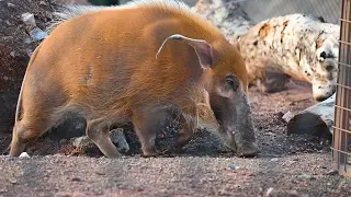 National Pig Day - Red River Hogs