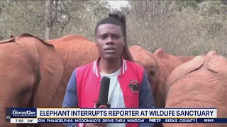 Elephant interrupts reporter at wildlife sanctuary
