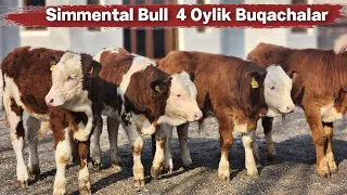 Ma Sha Alloh 😍 4 Oylik Simmental Buqachalar Sotiladi ☎️ +998 95 090 95 15