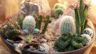 How to Make a Mini High Desert Cactus Garden