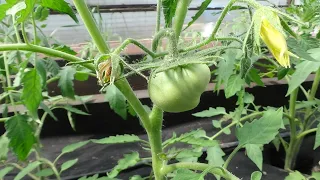 Какие томаты самые первые зацвели и завязали плоды в теплице?