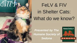 FIV & FeLV in Shelter Cats: What Do We Know?