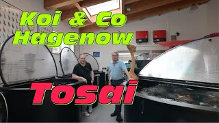 Koi & Co Hagenow 2024! Die neuen Tosai in der erweiterten Verkaufsanlage!