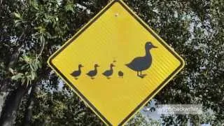 Ducks cause crazy car crashes in Canada