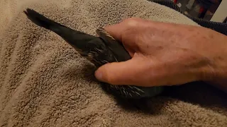 Snuggly bird