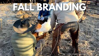 Fall Branding #horse #ranch #cattle