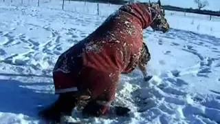 Cheyenne playing in the snow.wmv