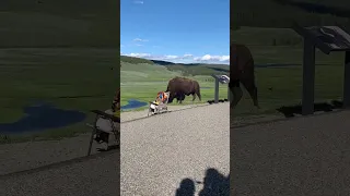 Tourists shocked as massive bison approaches in Yellowstone Park