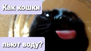 Как пьют кошки / How cats drink Eng Sub