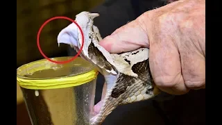 20 Deadliest Snakes On Earth