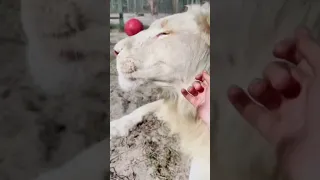 HUGE White Lion Claws & Kisses! ADORABLE
