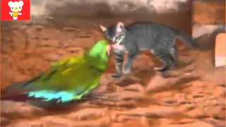 FANNY CATS Смешные коты Приколы с животными 2015 Funny cats vine compilation