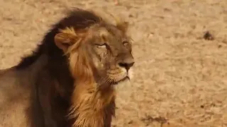 The Lion King (2021) - Mufasa Death Scene (Bonus3/10) | Super Scenes BluRay HD