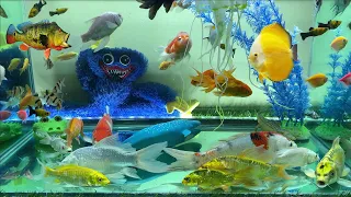 Poppy and cute animals, goldfish, blue sharks, koi fish, crocodiles, colorful fish